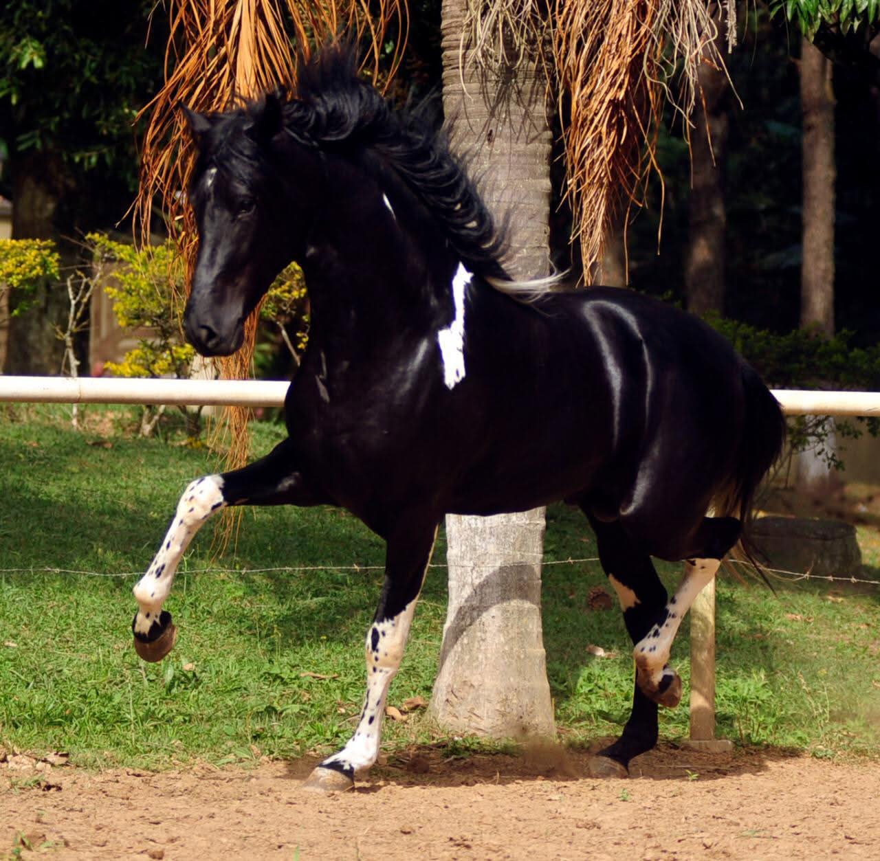 Felini VJP, Mangalarga Paulista Stallion