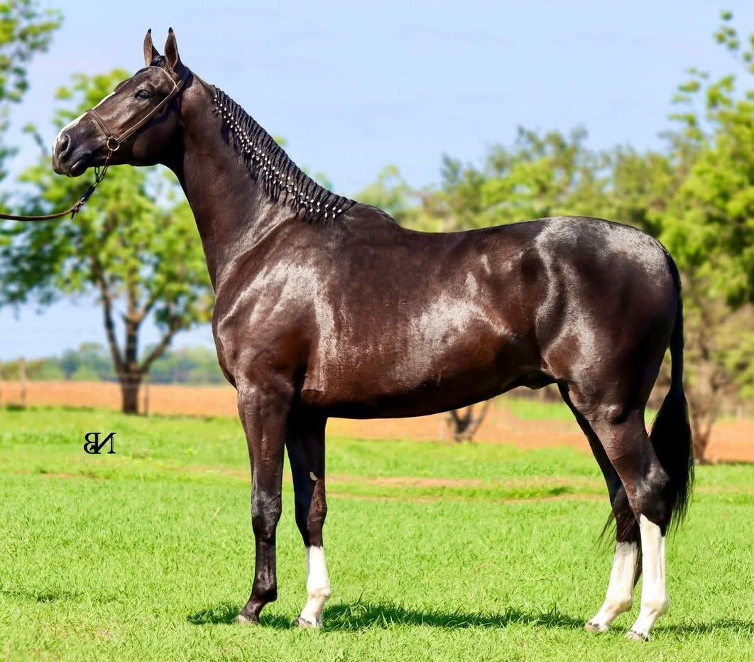 Gladiador ESR, Mangalarga Paulista Stallion