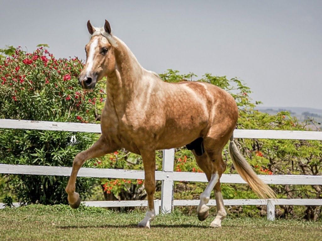Ouro Mangabaia, Mangalarga Paulista Stallion